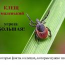 Некоторые факты о клещах, которые нужно знать