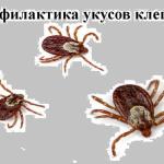 Сезон активности клещей в России выпадает на апрель – май и длится до октября