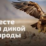Жителей Камчатского края приглашают поддержать  всероссийский проект «Вместе для дикой природы»