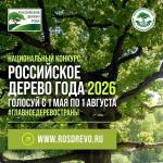 Камчатцев приглашают проголосовать за тополь на Карымшине в конкурсе «Российское дерево года»